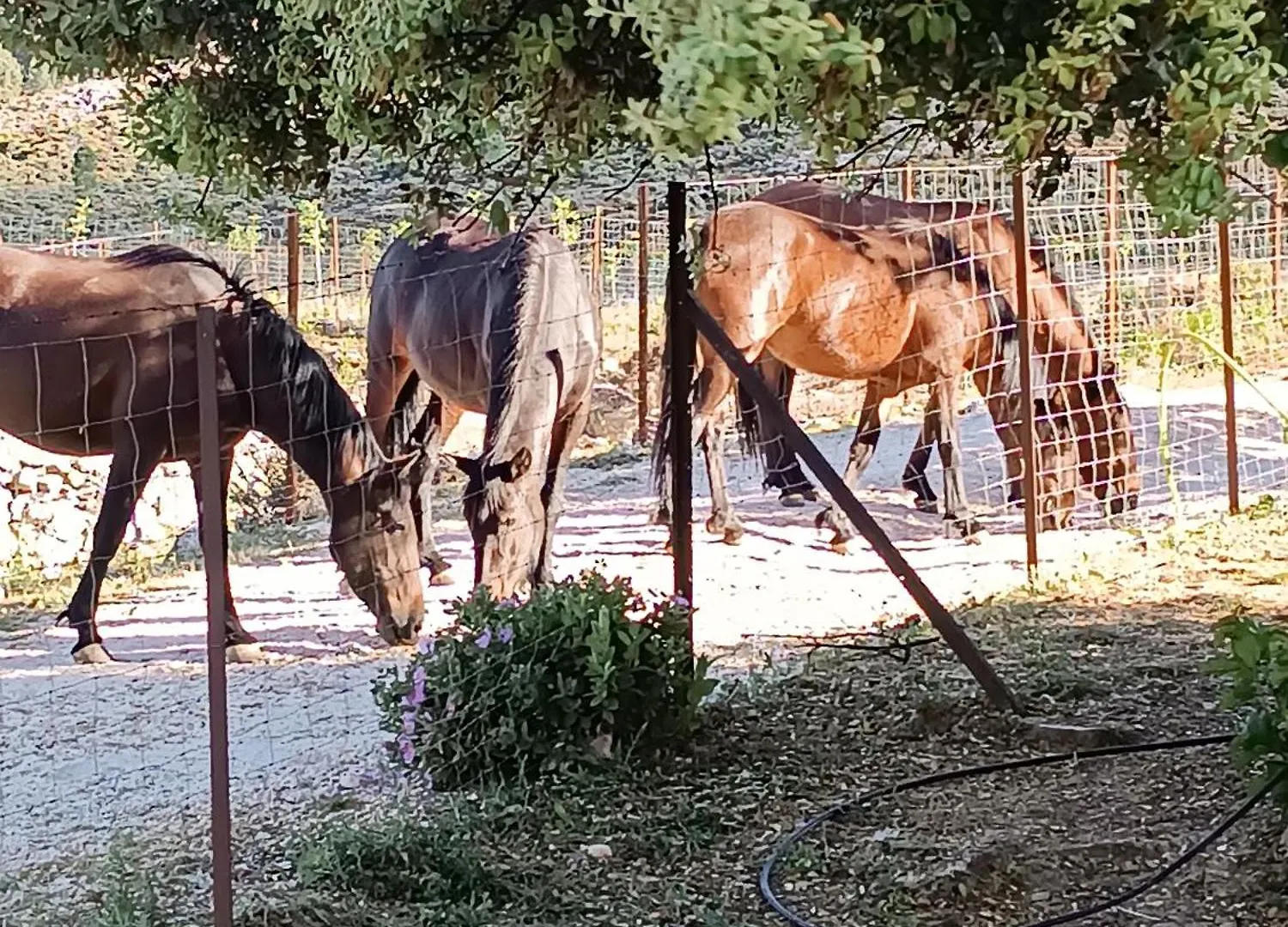 カントリーハウス Casa Rural Guadalupe De La Fuenfria Igualeja スペイン